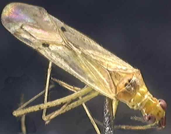 Dicyphus epilobii
